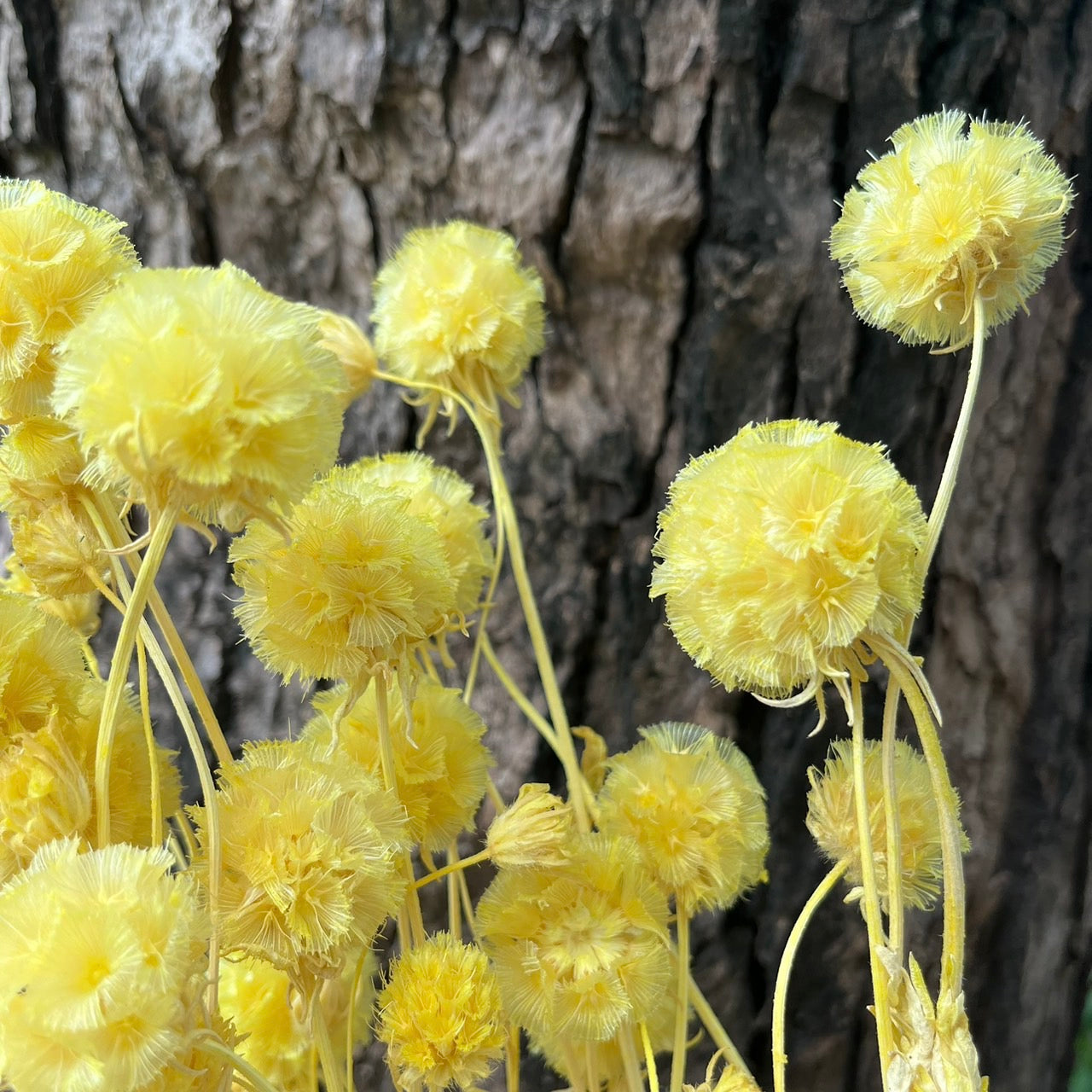 【台灣現貨】PA045-S 松蟲果 松蟲草 風車果 星芒松蟲 草星花 輪峰菊 永生 小份 DIY插花盆花