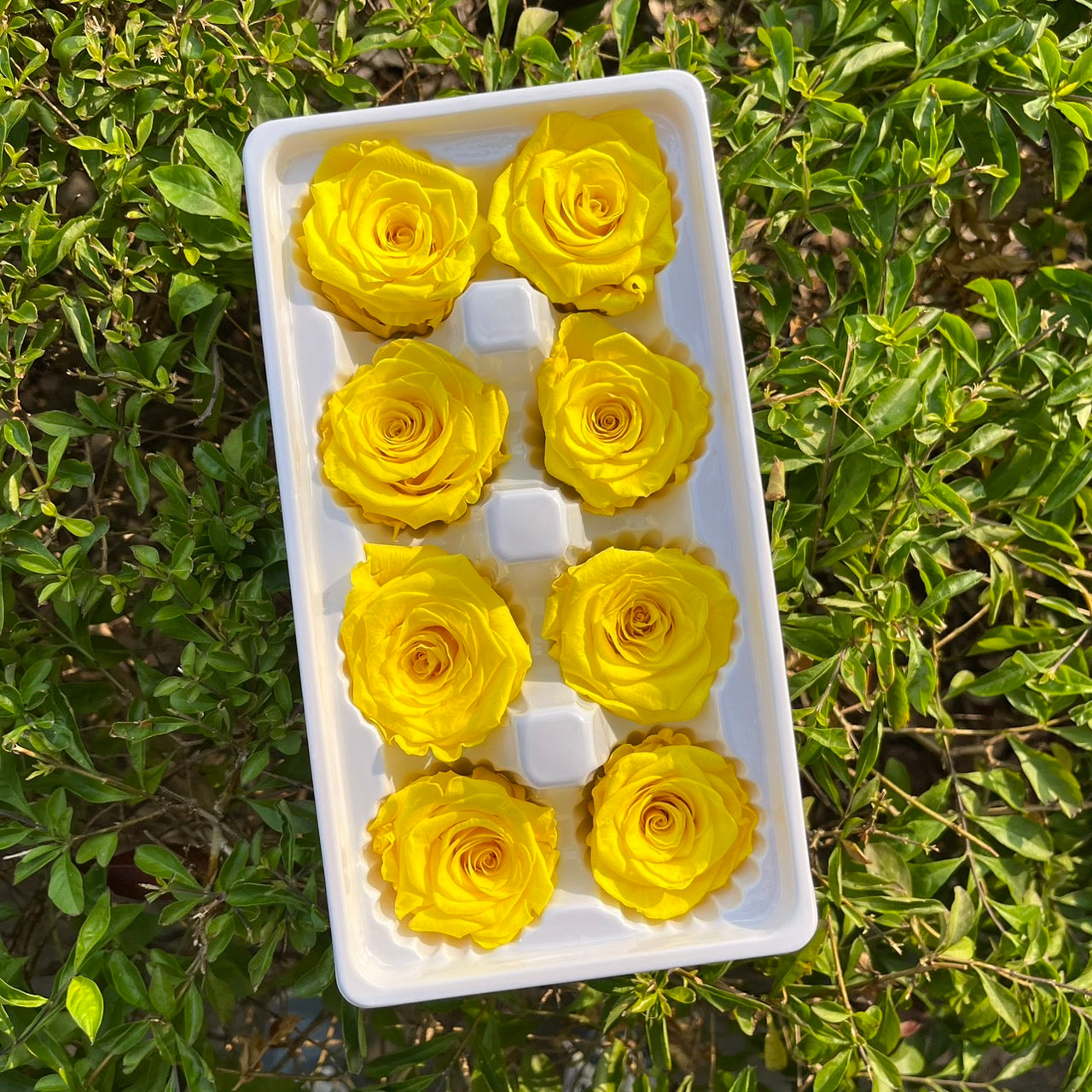 ✿ 台灣現貨 ✿ R08 永生玫瑰 4-5cm 原裝 8朵裝 永生花