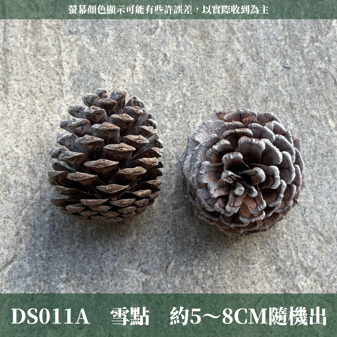 DS011A 單入噴色松果｜DS011A 單入噴色松果｜金色松果 銀色松果 下雪松果 乾燥天然松果 聖誕裝飾 花圈DIY 花藝花材 森林風佈置