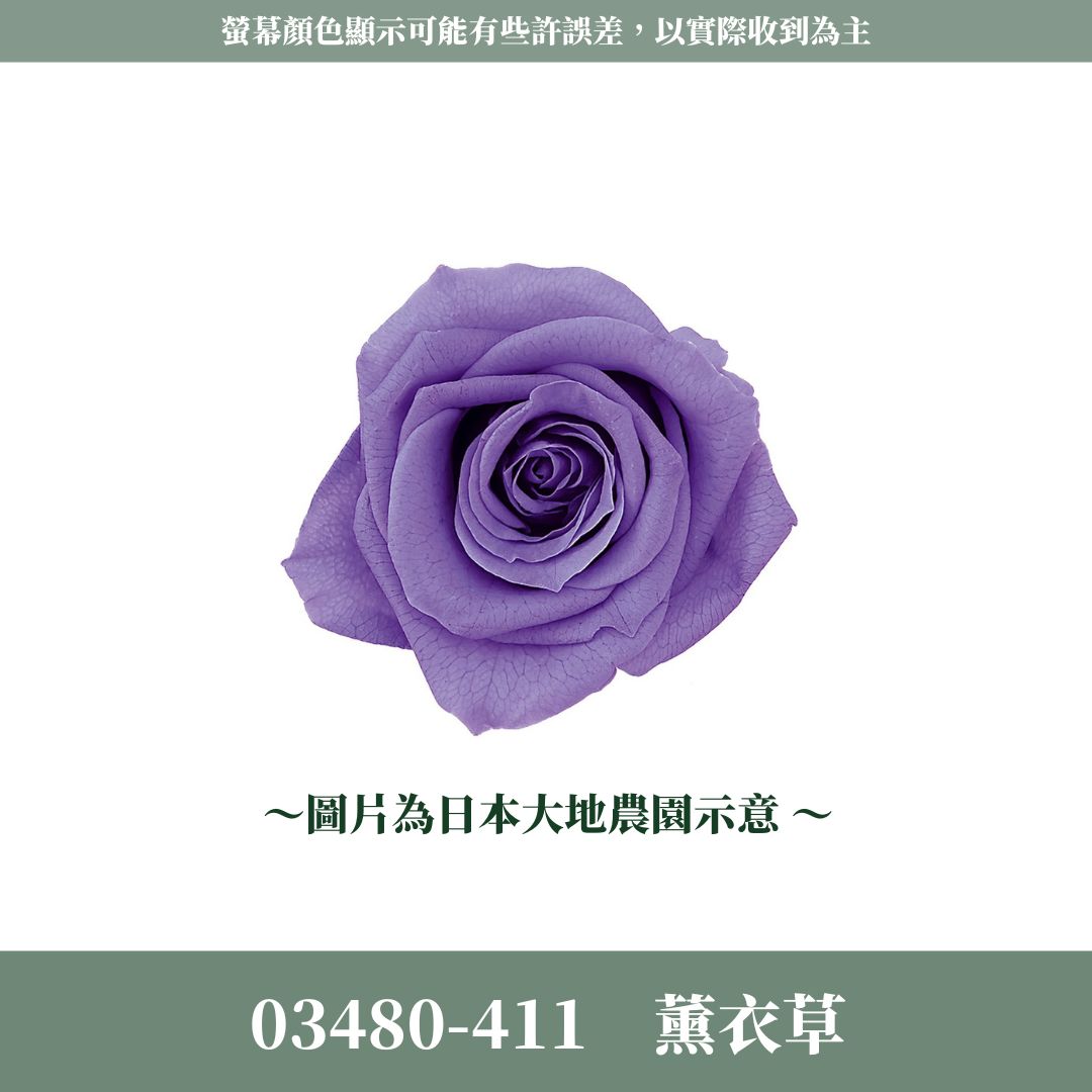 03480 中玫瑰