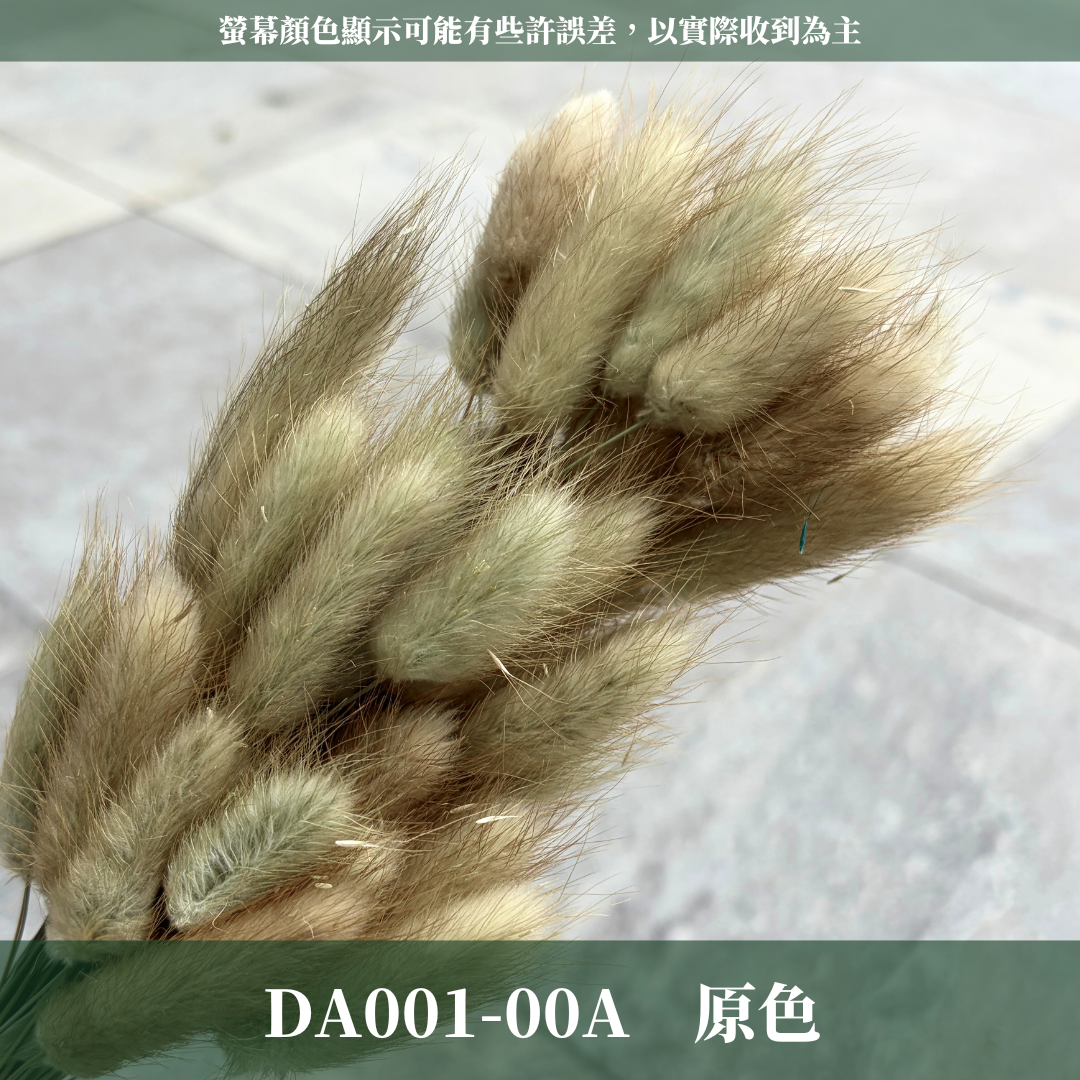 DA001 原裝兔尾草｜彩色兔尾草 乾燥永生花 花束花材 莫蘭迪色 插花DIY 拍照道具 乾燥兔尾草 乾燥花