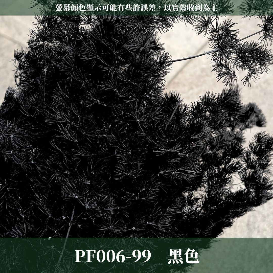 PF006 原裝蓬萊松｜ 買四送一｜花藝師必買！A級永生蓬萊松 不凋蓬萊松 進口蓬萊松 萬壽松 松樹 手作花材 花藝設計