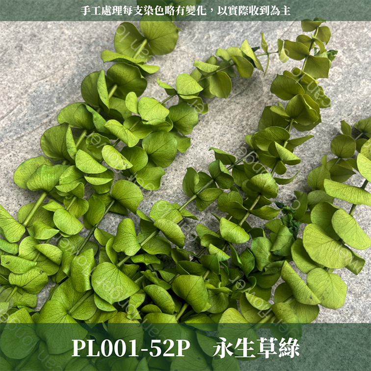 PL001 原裝寶貝尤加利｜不凋寶貝尤加利葉 小圓葉 永生花 染色尤加利 錢銅草 攝影道具 新娘捧花 乾燥花批發 捧花