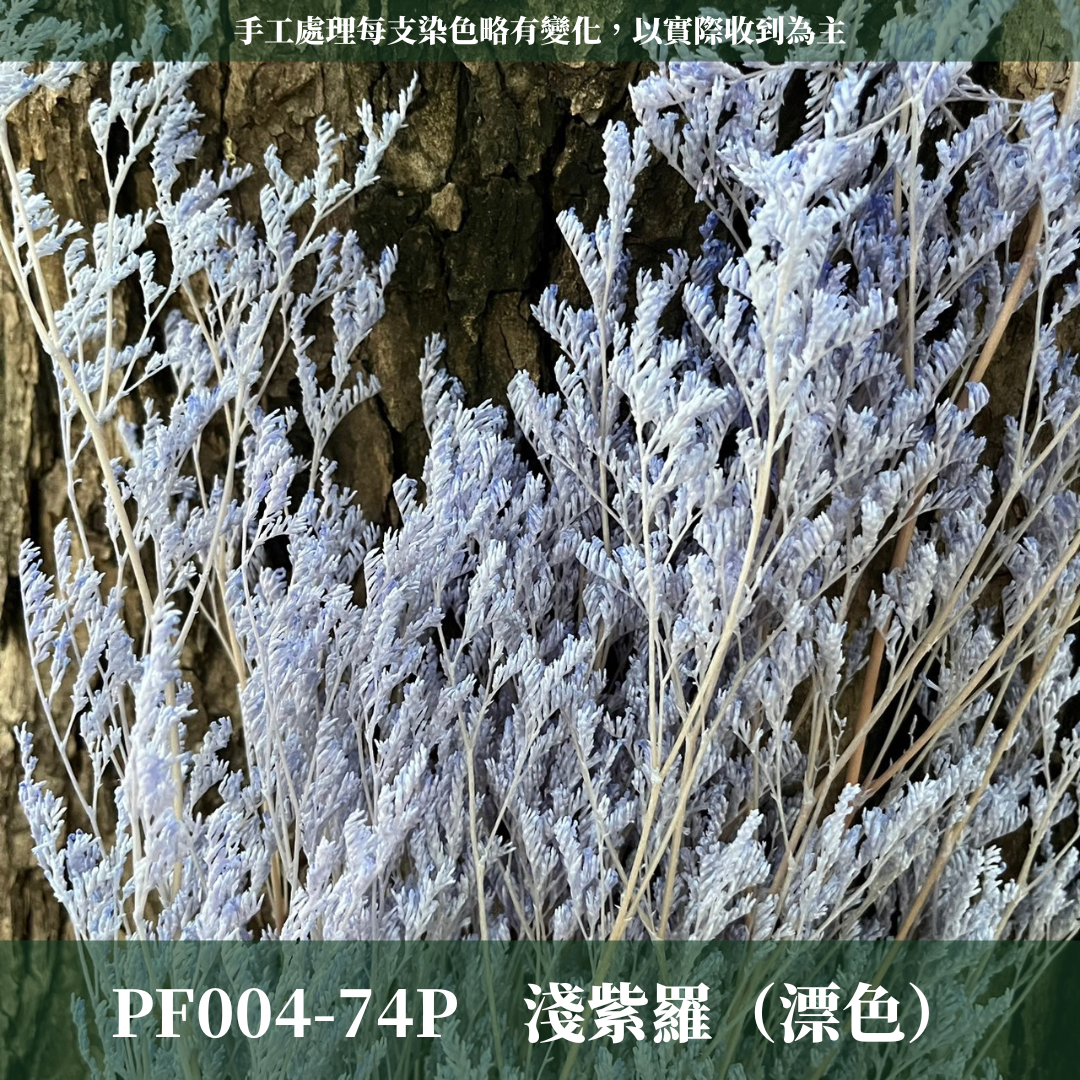 PF004 原裝卡斯比亞｜情人草