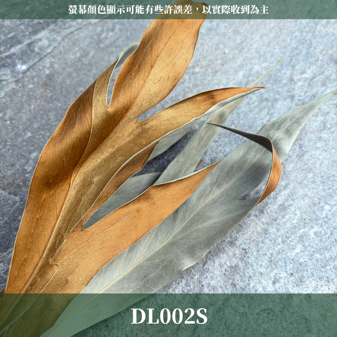 DL002S 銀樺葉經濟包(5片葉) ｜雙面葉材 乾燥葉材 乾燥花 花材 佛塔葉 金樺葉 乾燥金樺葉 乾燥銀樺葉 藤圈