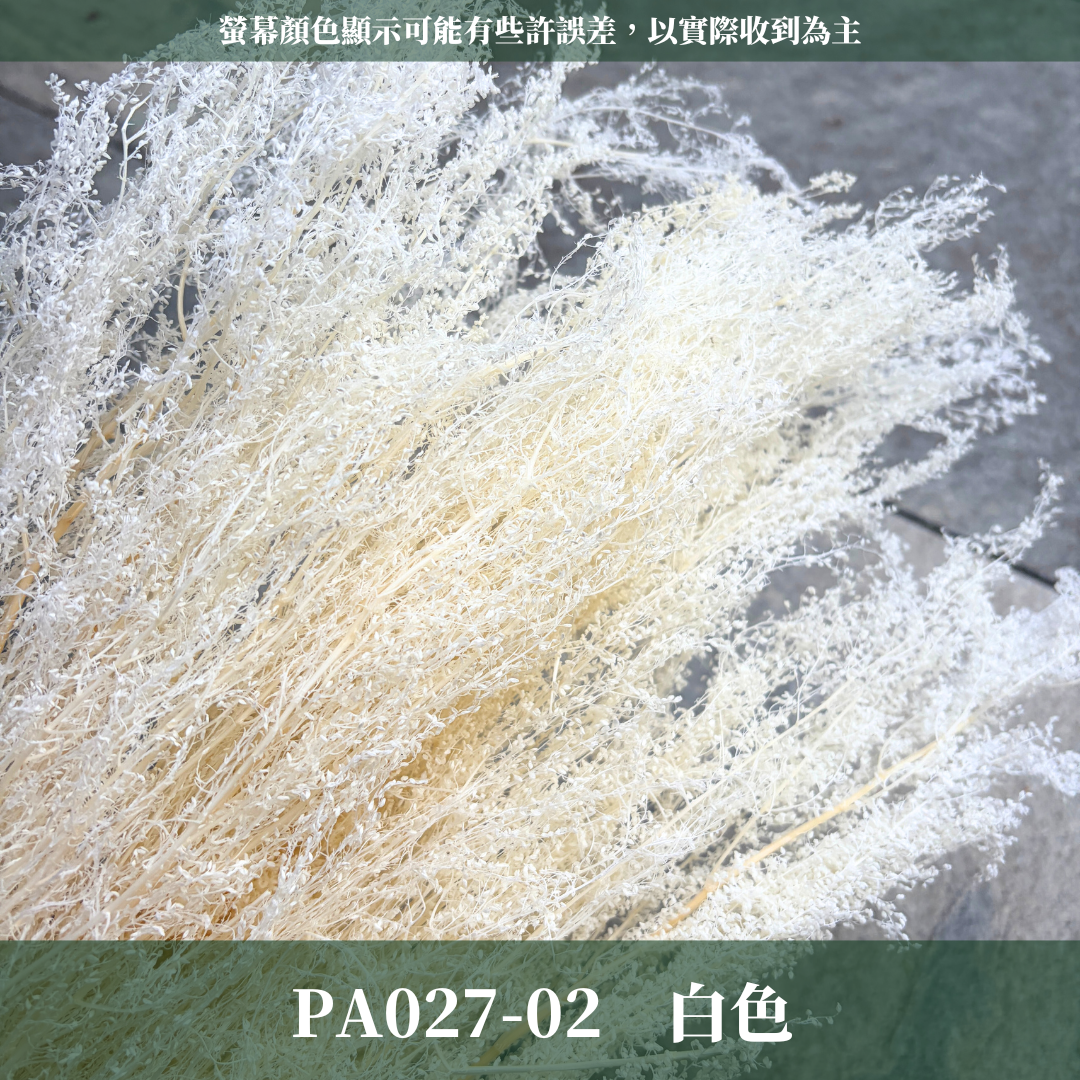 PA027 原裝永生米蒿｜咪咪草 不凋咪咪草 噴泉草 花藝設計 乾燥花束 拍照道具 居家佈置 柔霧系乾燥花 婚禮花藝素材