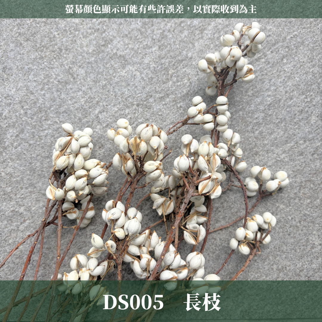 DS005 原裝長枝烏臼（100g）｜天然烏臼小白果 乾燥果實 花藝花材 DIY插花 居家裝飾 拍照道具 注連繩春節