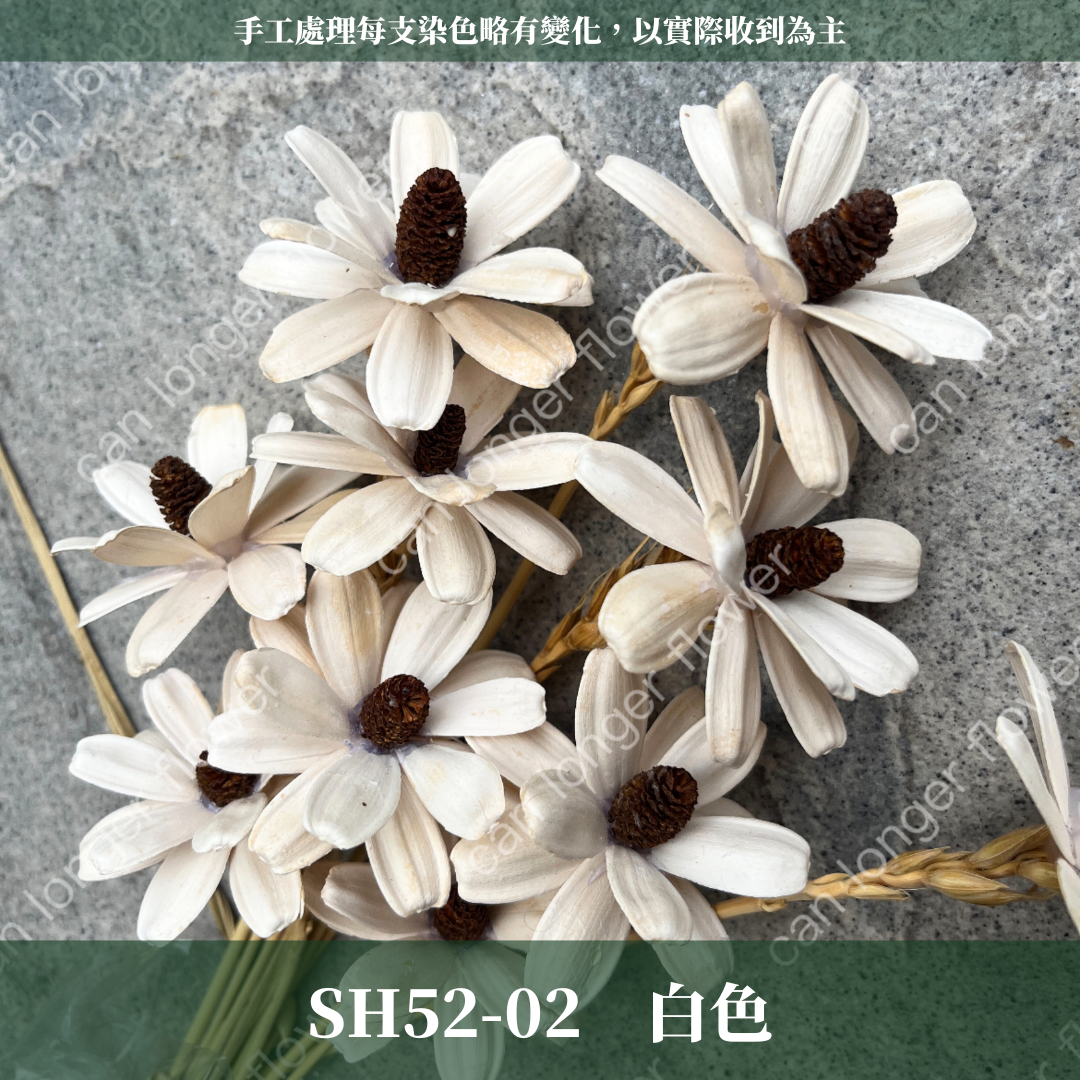 SH52 原裝小雛菊瓜子花｜此區已售完，請私訊或主頁"小雛菊瓜子花"