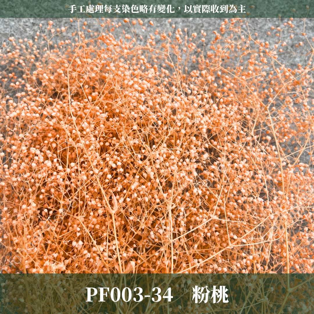 Pf003 迷你滿天星 小滿天星
