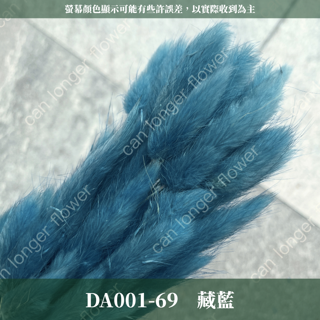 DA001 原裝兔尾草｜彩色兔尾草 乾燥永生花 花束花材 莫蘭迪色 插花DIY 拍照道具 乾燥兔尾草 乾燥花