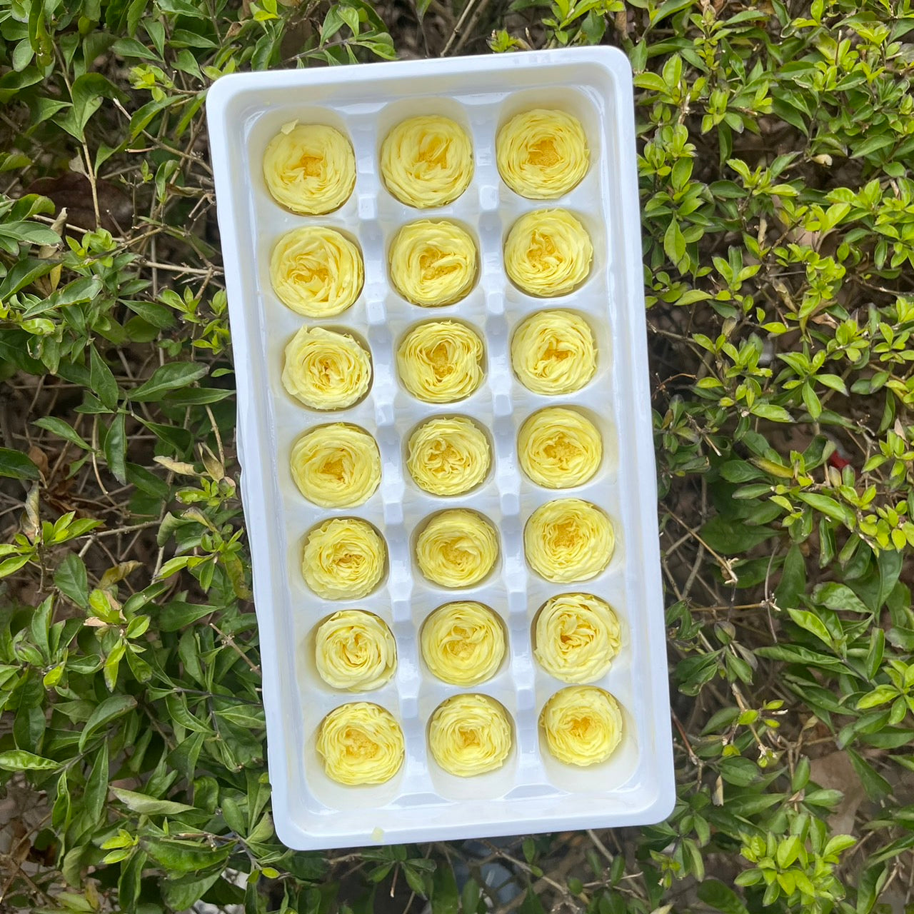 【台灣現貨】花大伯 OR21 永生玫瑰 2~3cm奧斯汀 泡泡玫瑰 巧克力奧斯汀 Ａ級 21朵裝 不凋花