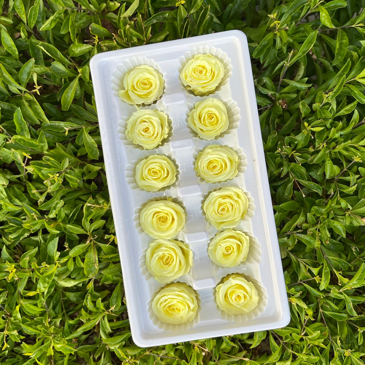 ✿ 台灣現貨 ✿R12 永生玫瑰 3~4cm玫瑰 Ａ級 12朵裝 永生花 不凋花