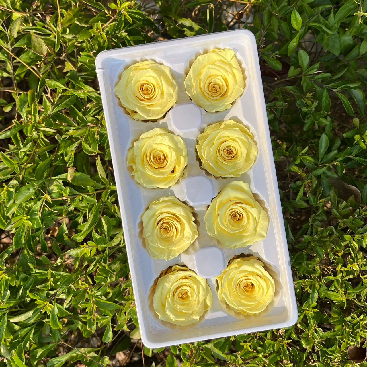 ✿ 台灣現貨 ✿ R08 永生玫瑰 4-5cm 原裝 8朵裝 永生花