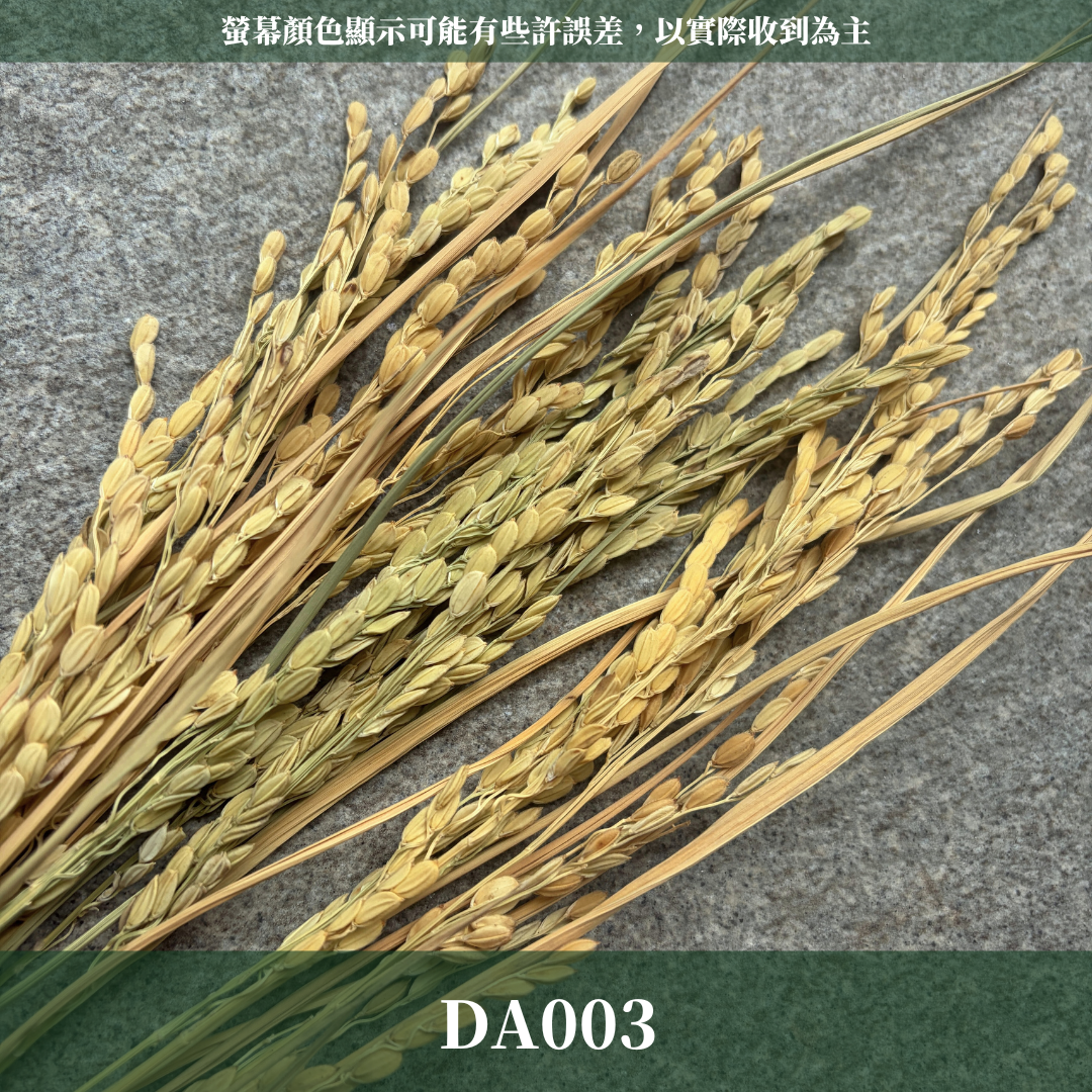DA003 原裝花藝稻穗 10支裝｜乾燥稻穗小麥 天然花材 拍照道具 店面裝飾 婚禮佈置 手作花藝 田園風乾燥花材 新年