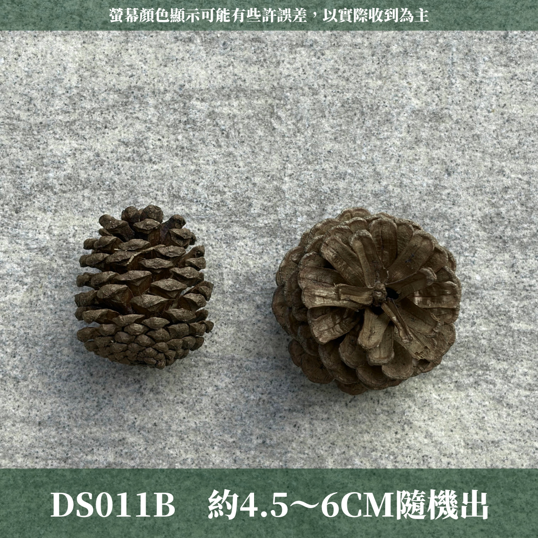 DS011B 大松果｜ 乾燥天然松果 聖誕裝飾 花圈DIY 花藝花材 森林風佈置 居家擺飾 拍照道具 幼兒園環創