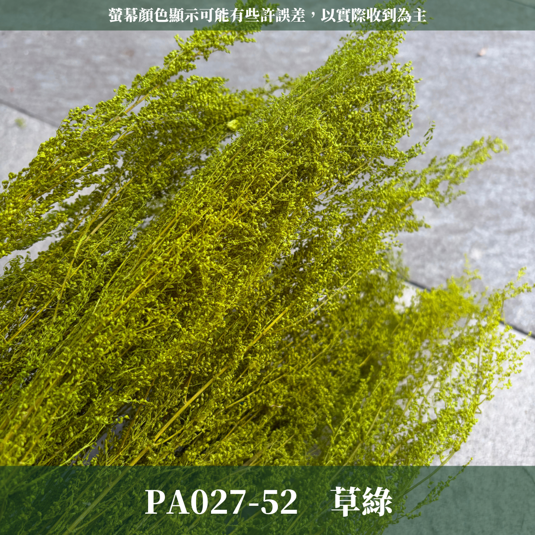 PA027 原裝永生米蒿｜咪咪草 不凋咪咪草 噴泉草 花藝設計 乾燥花束 拍照道具 居家佈置 柔霧系乾燥花 婚禮花藝素材