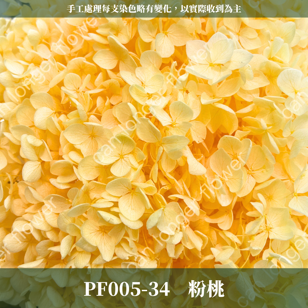 PF005-S 安娜繡球經濟盒裝｜ A級 漸層繡球 紫陽花 永生花 不凋花 乾燥花 DIY花材 拍攝道具 蜉蝣花花材