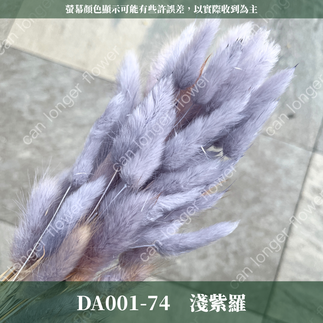 DA001 原裝兔尾草｜彩色兔尾草 乾燥永生花 花束花材 莫蘭迪色 插花DIY 拍照道具 乾燥兔尾草 乾燥花
