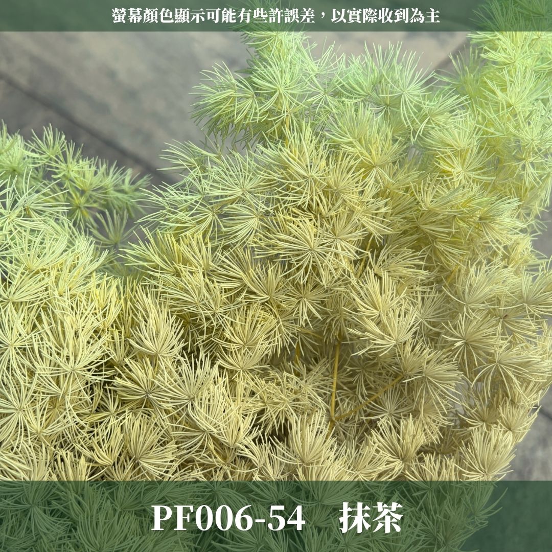 PF006 原裝蓬萊松｜ 買四送一｜花藝師必買！A級永生蓬萊松 不凋蓬萊松 進口蓬萊松 萬壽松 松樹 手作花材 花藝設計