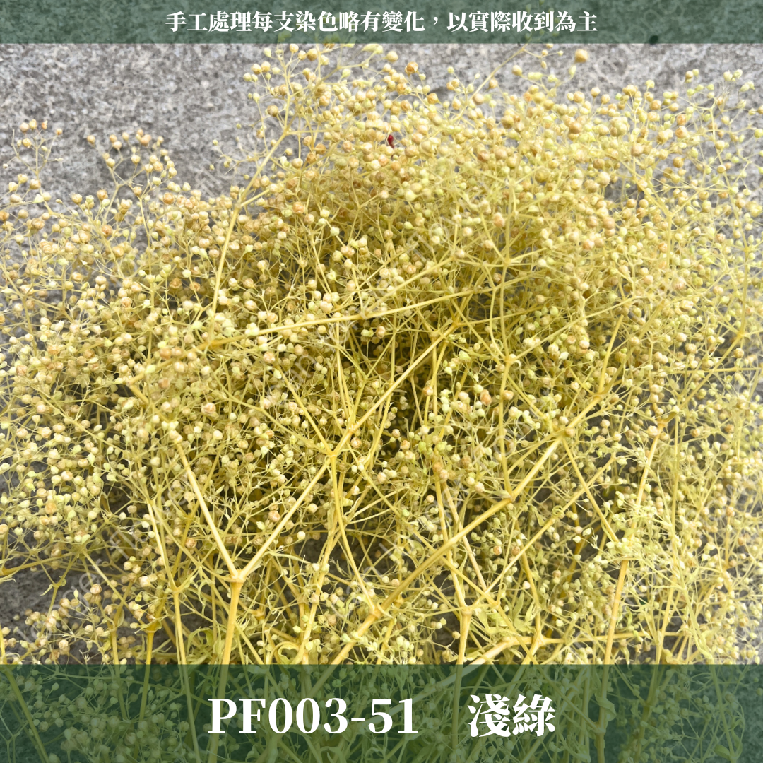 Pf003 迷你滿天星 小滿天星