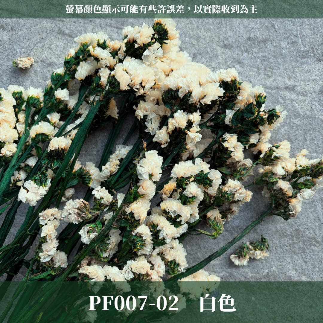 PF007 原裝永生星辰花｜勿忘我 不凋花 永生花材 花藝材料 婚禮花束 DIY捧花 拍照道具 手作素材 鄉村風擺飾