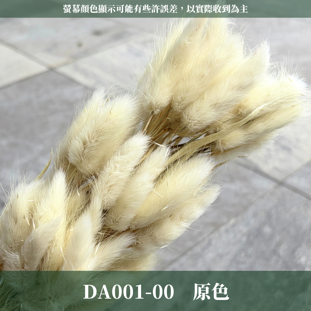 DA001 原裝兔尾草｜彩色兔尾草 乾燥永生花 花束花材 莫蘭迪色 插花DIY 拍照道具 乾燥兔尾草 乾燥花