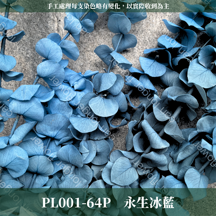 PL001 原裝寶貝尤加利｜不凋寶貝尤加利葉 小圓葉 永生花 染色尤加利 錢銅草 攝影道具 新娘捧花 乾燥花批發 捧花