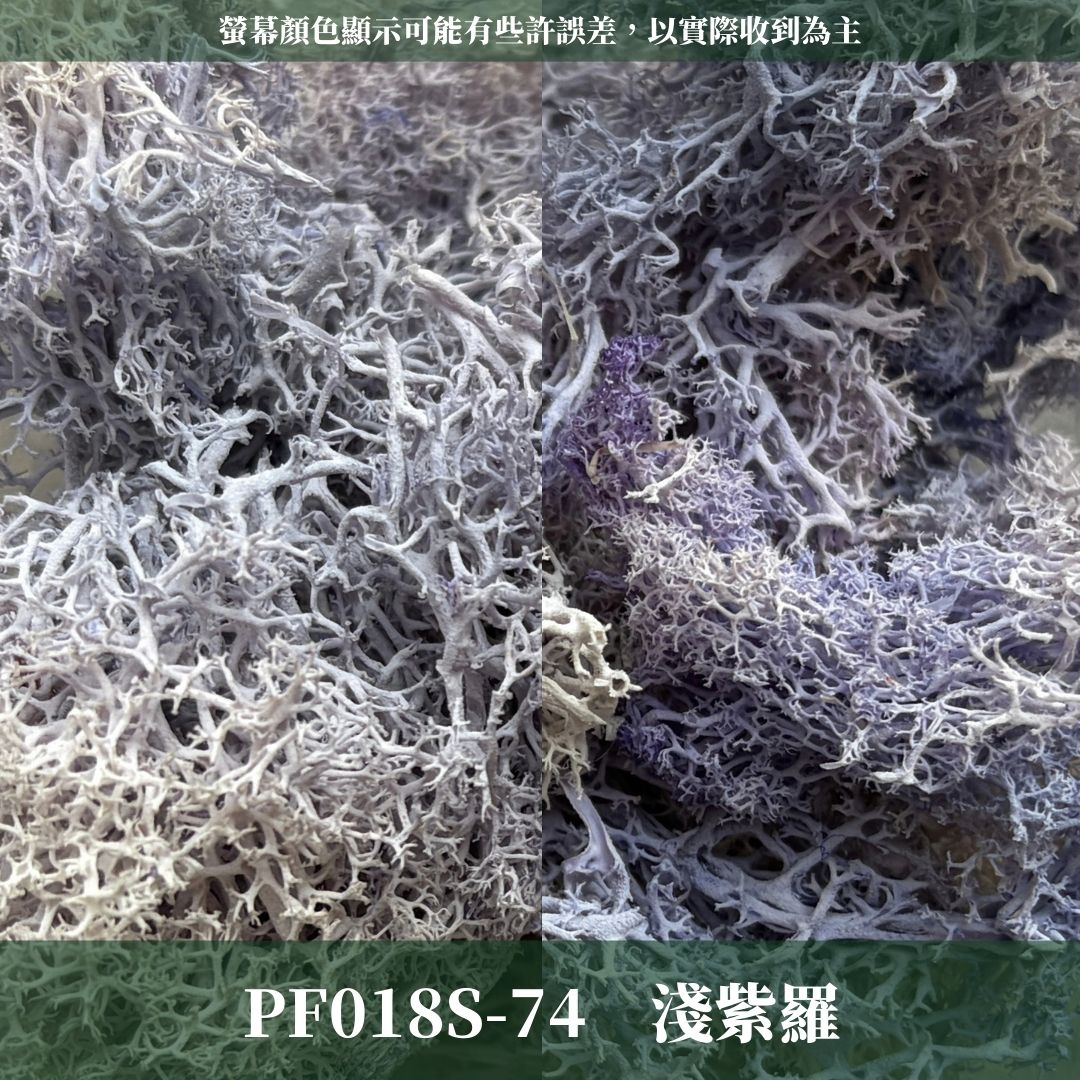 PF018S 永生馴鹿苔經濟包｜特級永生水草 微景觀水苔 苔蘚造景 乾燥花 不凋花 永生花藝材料 撲底用草 假草皮