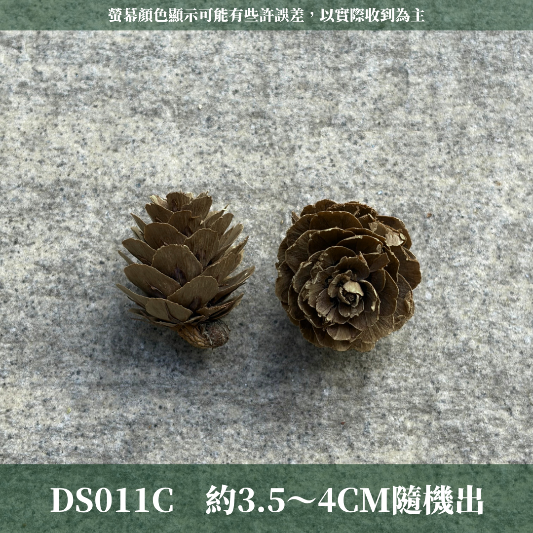 DS011C 小松果｜ 乾燥天然松果 聖誕裝飾 花圈DIY 花藝花材 森林風佈置 居家擺飾 拍照道具 幼兒園環創