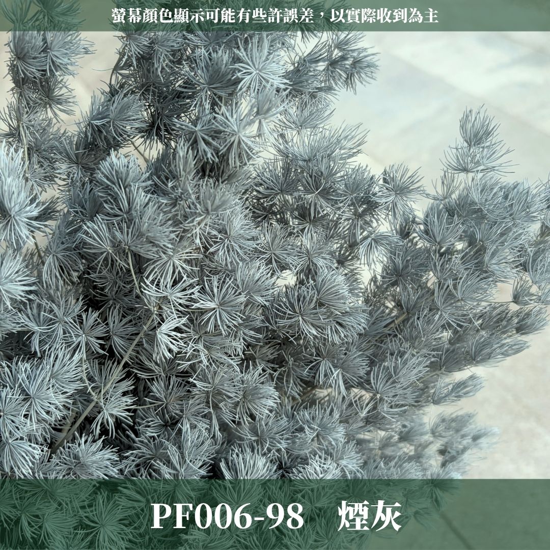 PF006 原裝蓬萊松｜ 買四送一｜花藝師必買！A級永生蓬萊松 不凋蓬萊松 進口蓬萊松 萬壽松 松樹 手作花材 花藝設計
