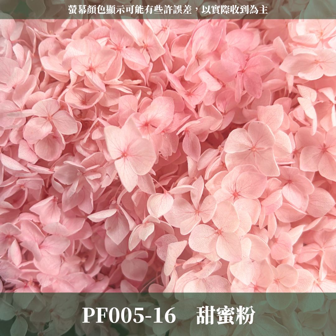 PF005 安娜繡球單支｜ A級 大份量 帶梗紫陽花 永生花 不凋花 乾燥花 DIY花材 拍攝道具 漸變花藝繡球 浮游花