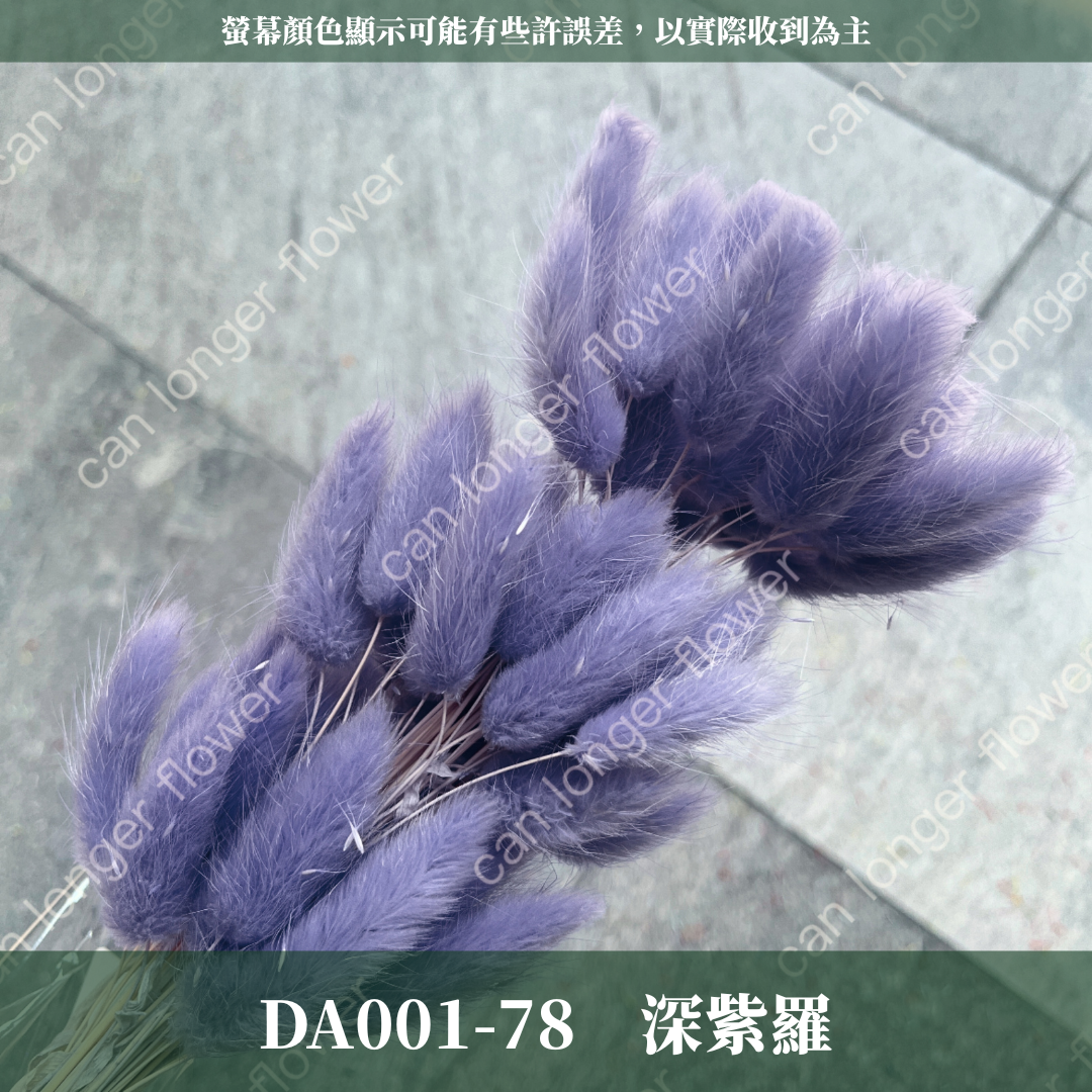 DA001 原裝兔尾草｜彩色兔尾草 乾燥永生花 花束花材 莫蘭迪色 插花DIY 拍照道具 乾燥兔尾草 乾燥花