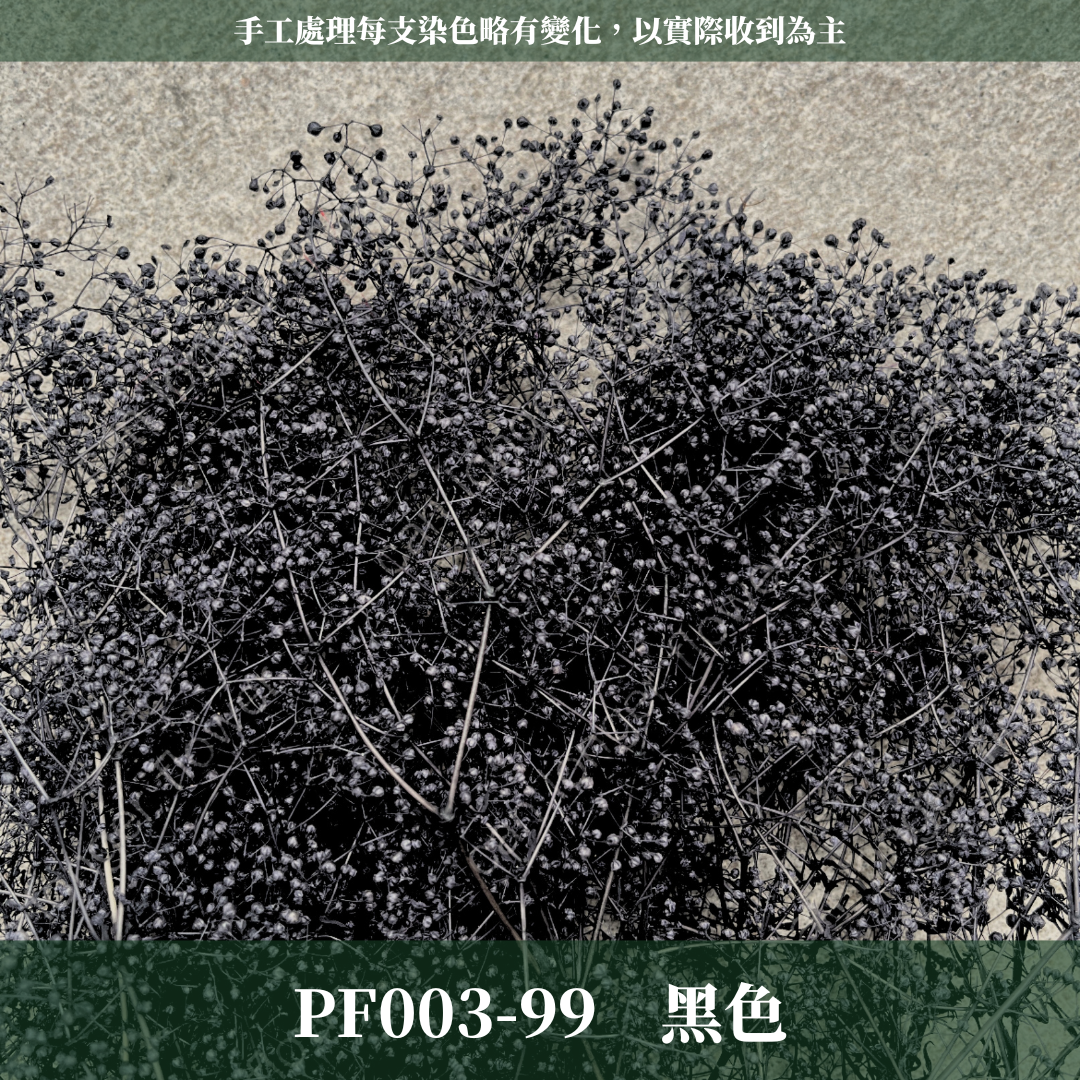 Pf003 迷你滿天星 小滿天星