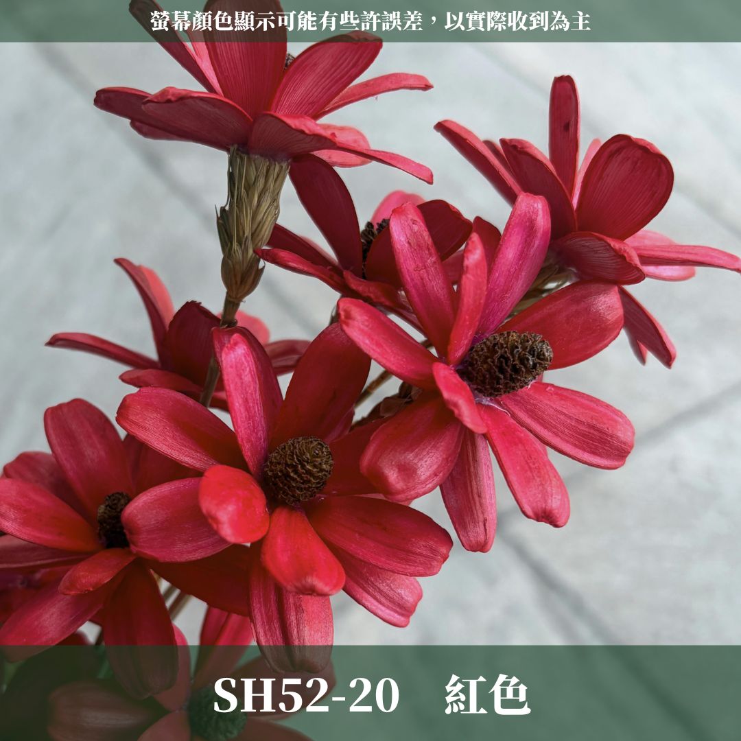 SH52 原裝小雛菊瓜子花｜5cm｜木片花 手工花 乾燥花 乾花新瓜子花 不凋花 永生花 花束花材 捧花材料 胸花手作