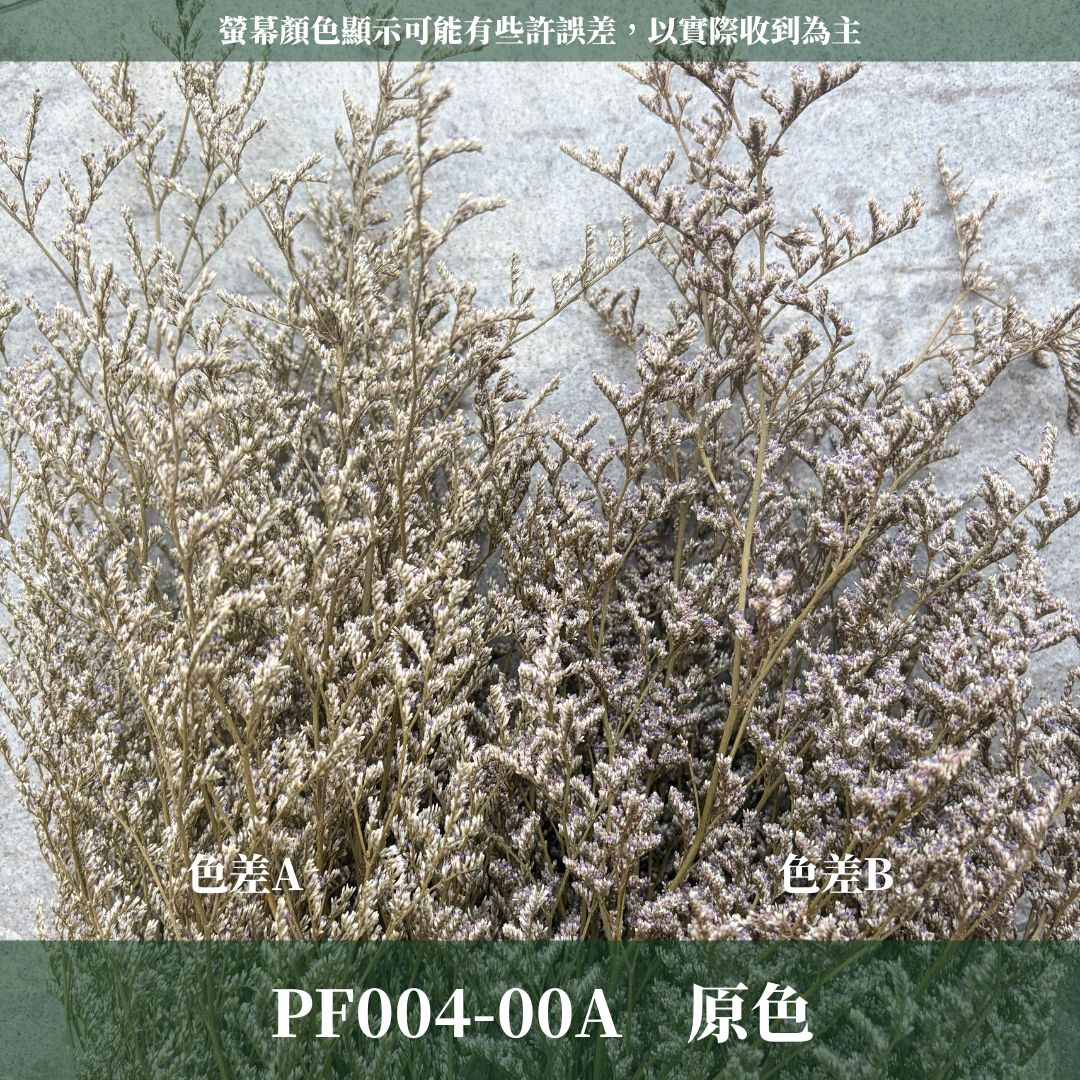 PF004 原裝卡斯比亞｜買五送一！花藝師必買 情人花 永生卡斯比雅 永生花手作DIY 不凋花材 韓式乾燥花材配花 婚禮