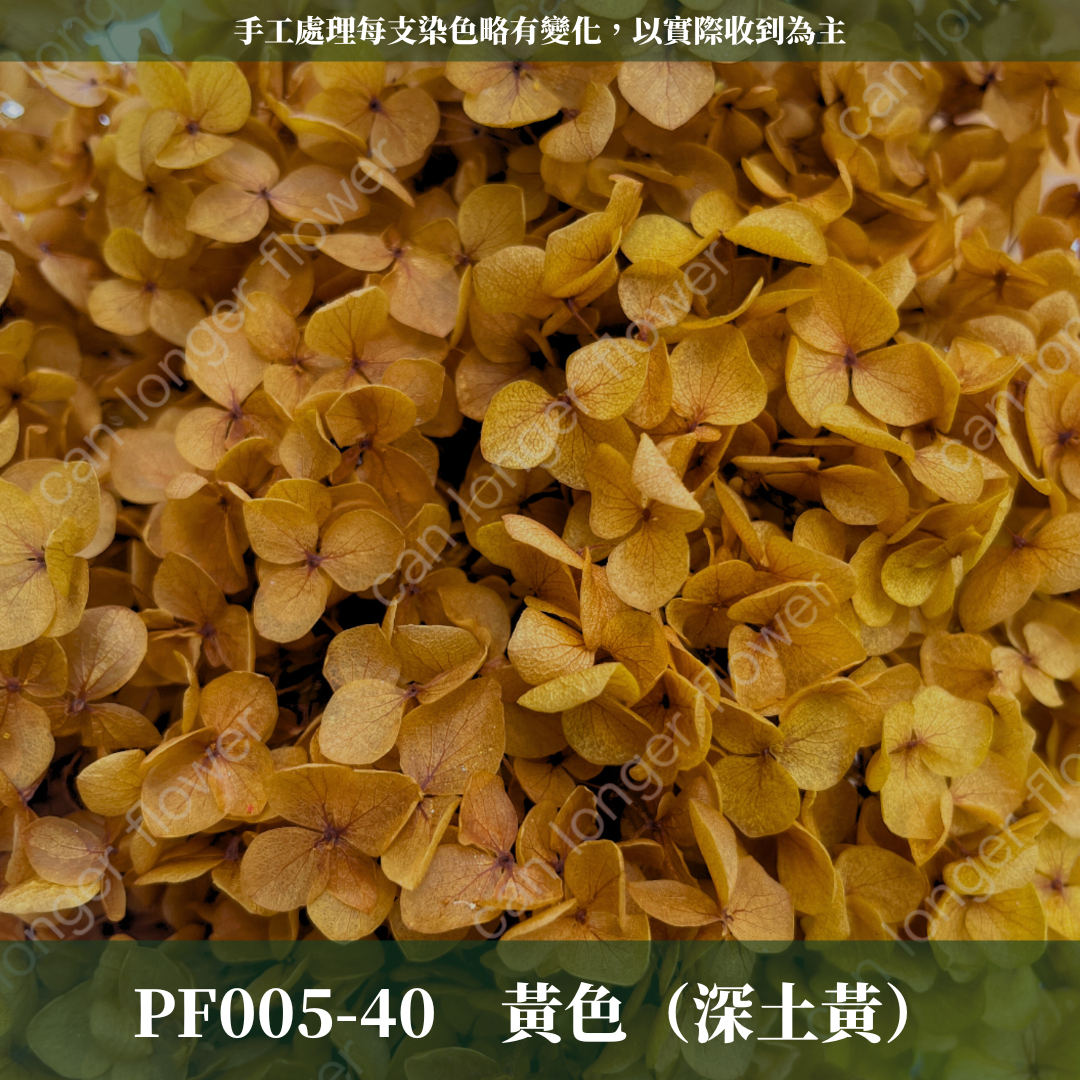 PF005 安娜繡球單支｜ A級 大份量 帶梗紫陽花 永生花 不凋花 乾燥花 DIY花材 拍攝道具 漸變花藝繡球 浮游花