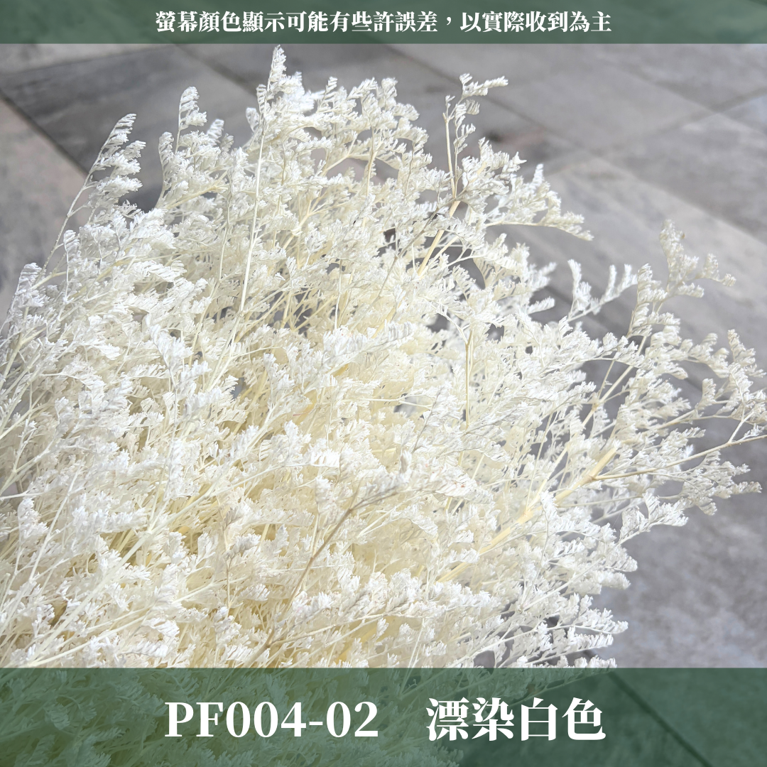 PF004 原裝卡斯比亞｜情人草