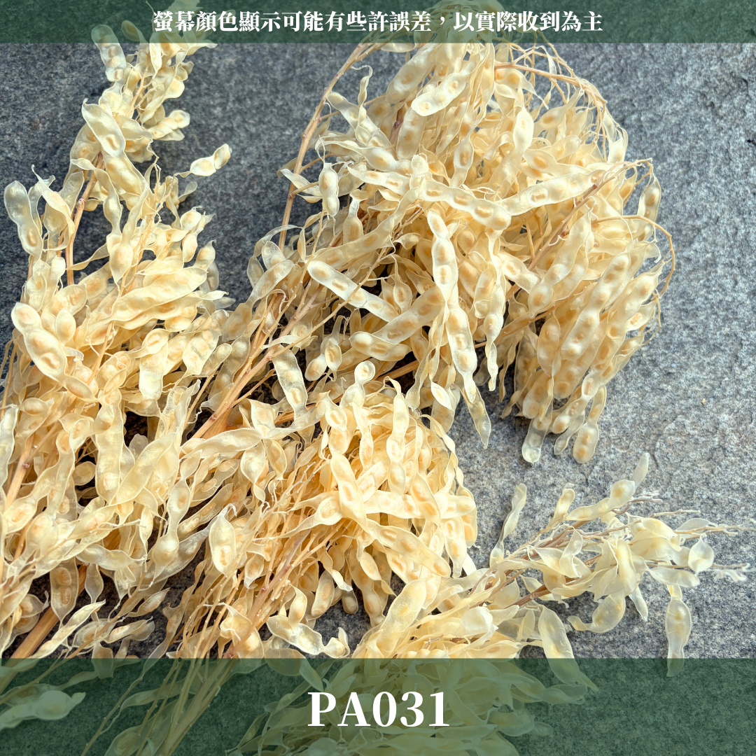 PA031 原裝豆莢(約100克)｜花藝獨家 花材獨家 新年花材 永生花 乾燥花 白色花材 新年裝飾 居家裝飾 拍照裝飾