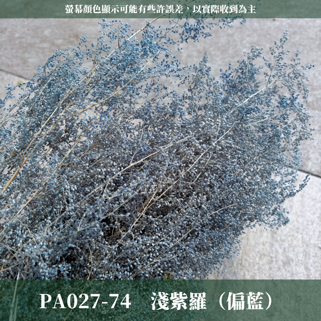 PA027 原裝永生米蒿｜咪咪草 不凋咪咪草 噴泉草 花藝設計 乾燥花束 拍照道具 居家佈置 柔霧系乾燥花 婚禮花藝素材
