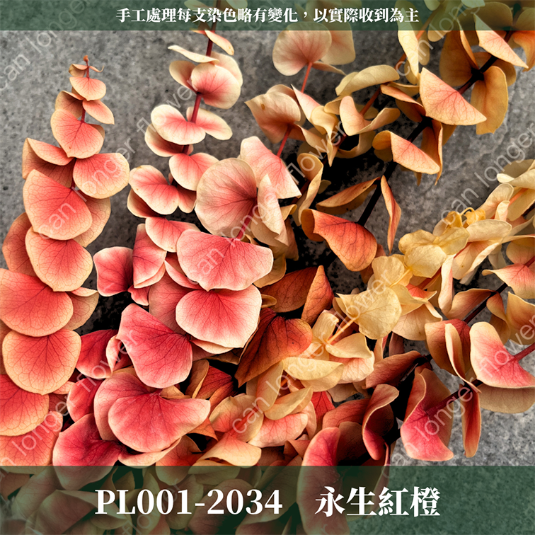 PL001 原裝寶貝尤加利｜不凋寶貝尤加利葉 小圓葉 永生花 染色尤加利 錢銅草 攝影道具 新娘捧花 乾燥花批發 捧花