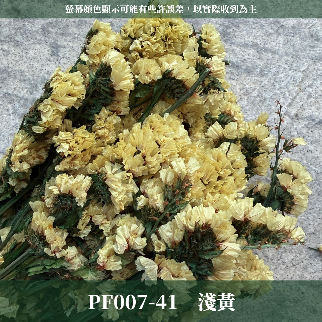 PF007 原裝永生星辰花｜勿忘我 不凋花 永生花材 花藝材料 婚禮花束 DIY捧花 拍照道具 手作素材 鄉村風擺飾