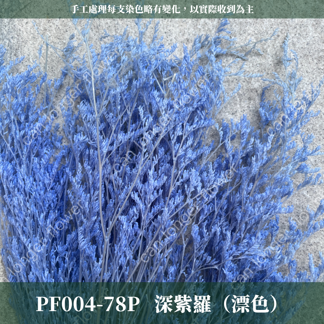 PF004 原裝卡斯比亞｜情人草