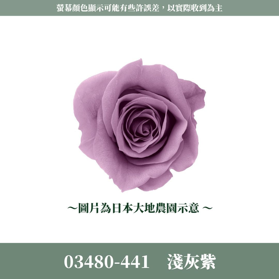 03480 中玫瑰