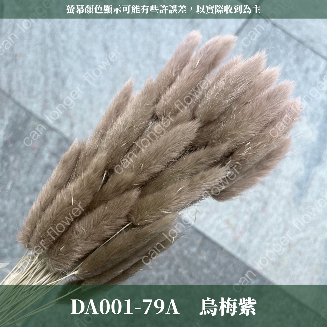 DA001 原裝兔尾草｜彩色兔尾草 乾燥永生花 花束花材 莫蘭迪色 插花DIY 拍照道具 乾燥兔尾草 乾燥花