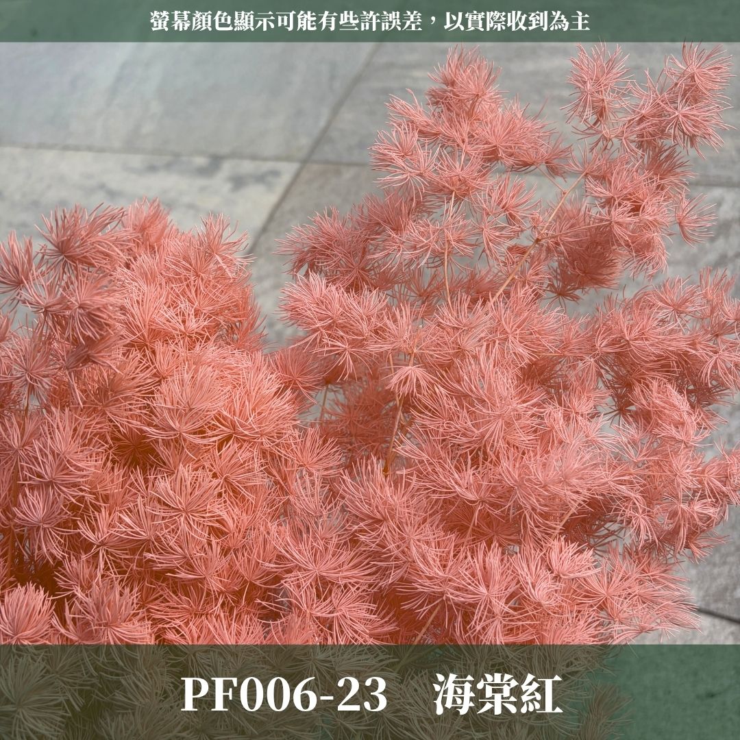 PF006 原裝蓬萊松｜ 買四送一｜花藝師必買！A級永生蓬萊松 不凋蓬萊松 進口蓬萊松 萬壽松 松樹 手作花材 花藝設計