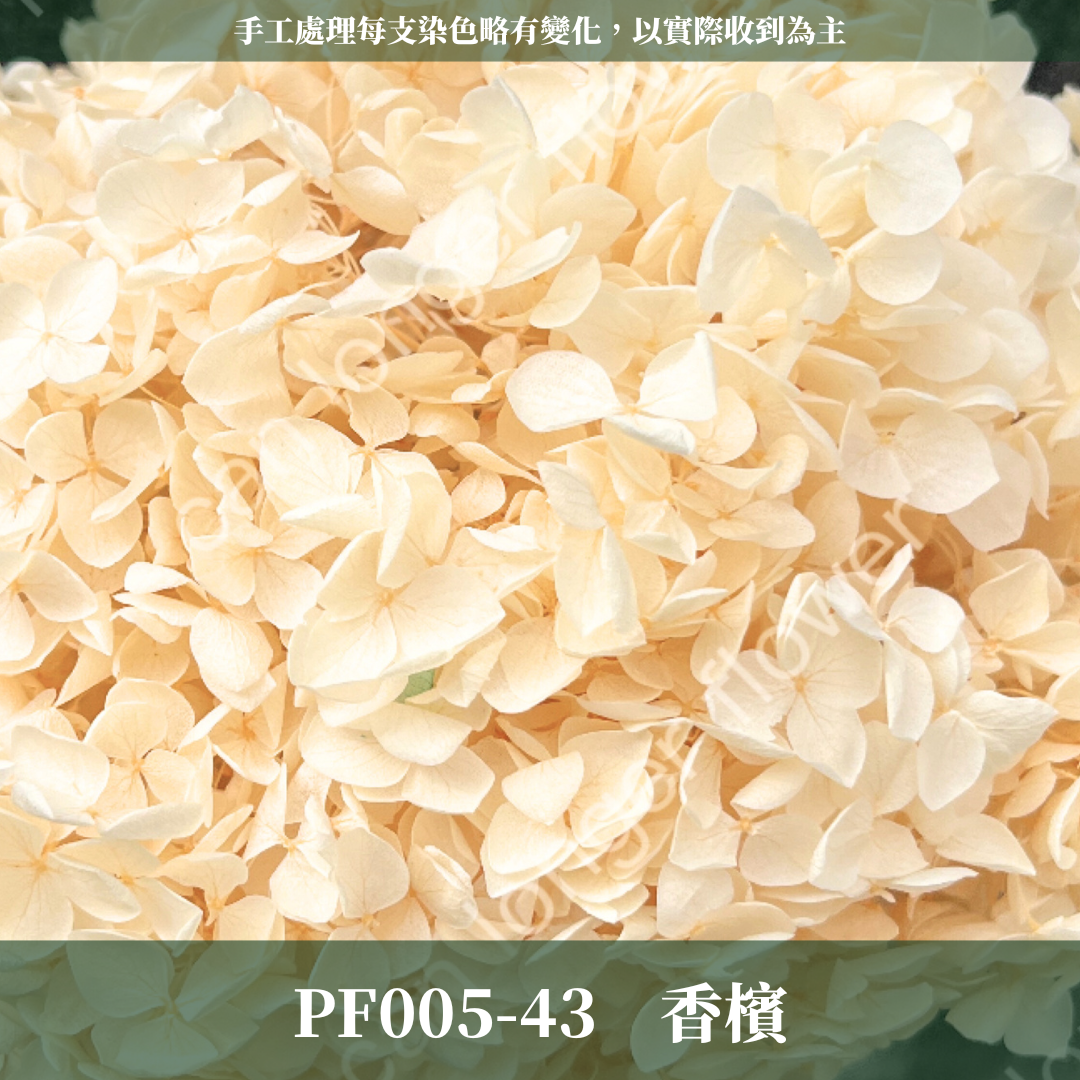 PF005 安娜繡球單支｜ A級 大份量 帶梗紫陽花 永生花 不凋花 乾燥花 DIY花材 拍攝道具 漸變花藝繡球 浮游花