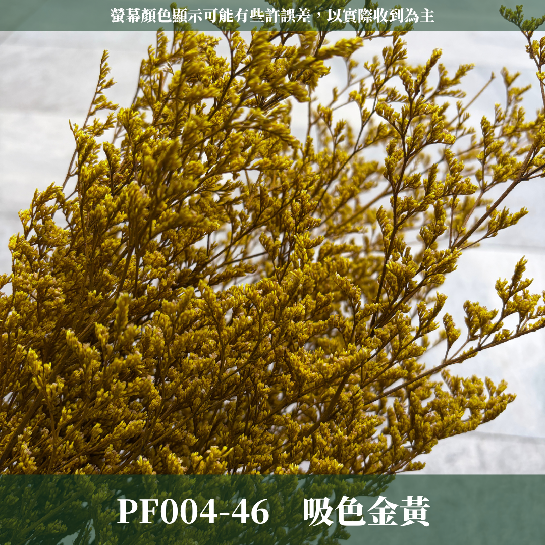 PF004 原裝卡斯比亞｜情人草