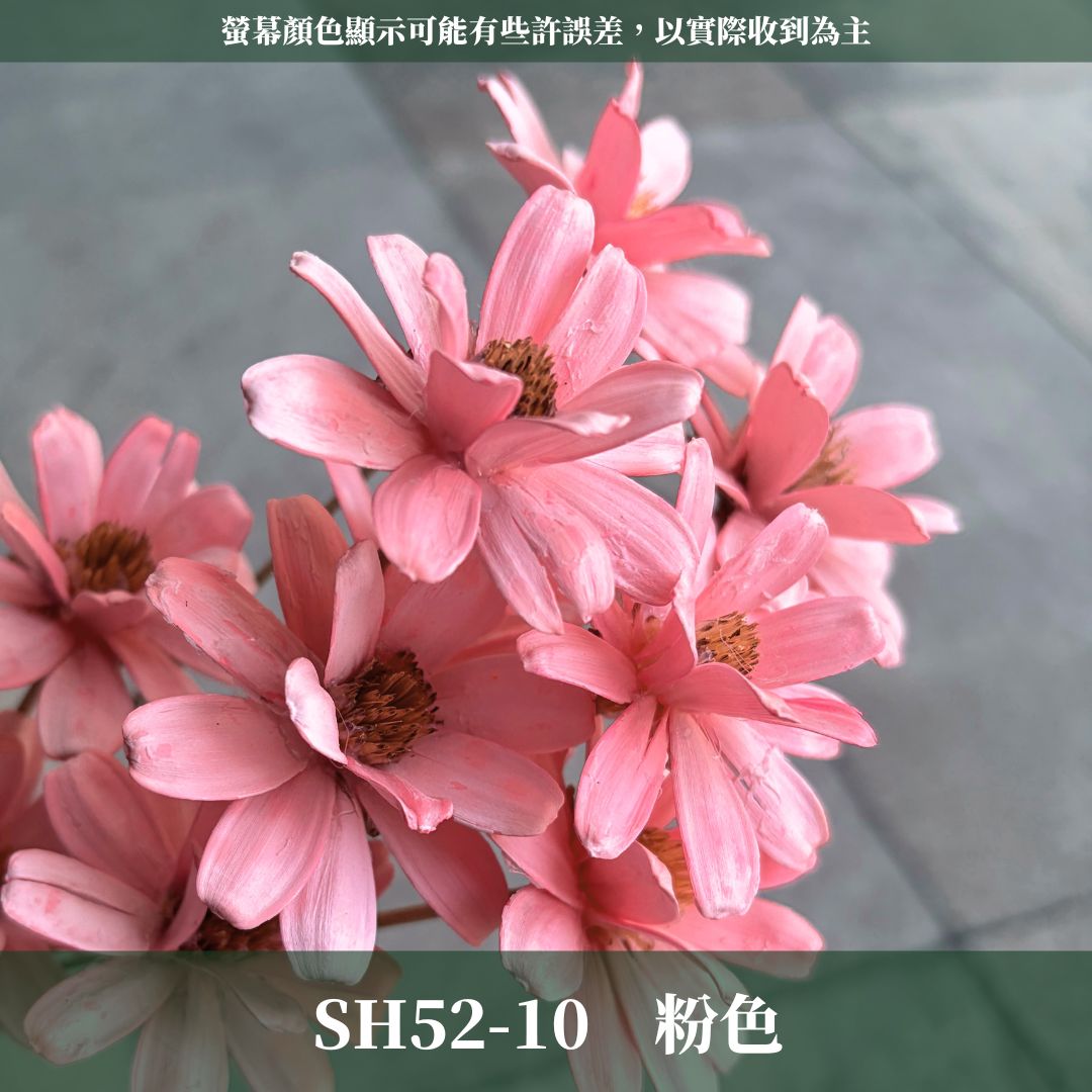 SH52 原裝小雛菊瓜子花｜5cm｜木片花 手工花 乾燥花 乾花新瓜子花 不凋花 永生花 花束花材 捧花材料 胸花手作