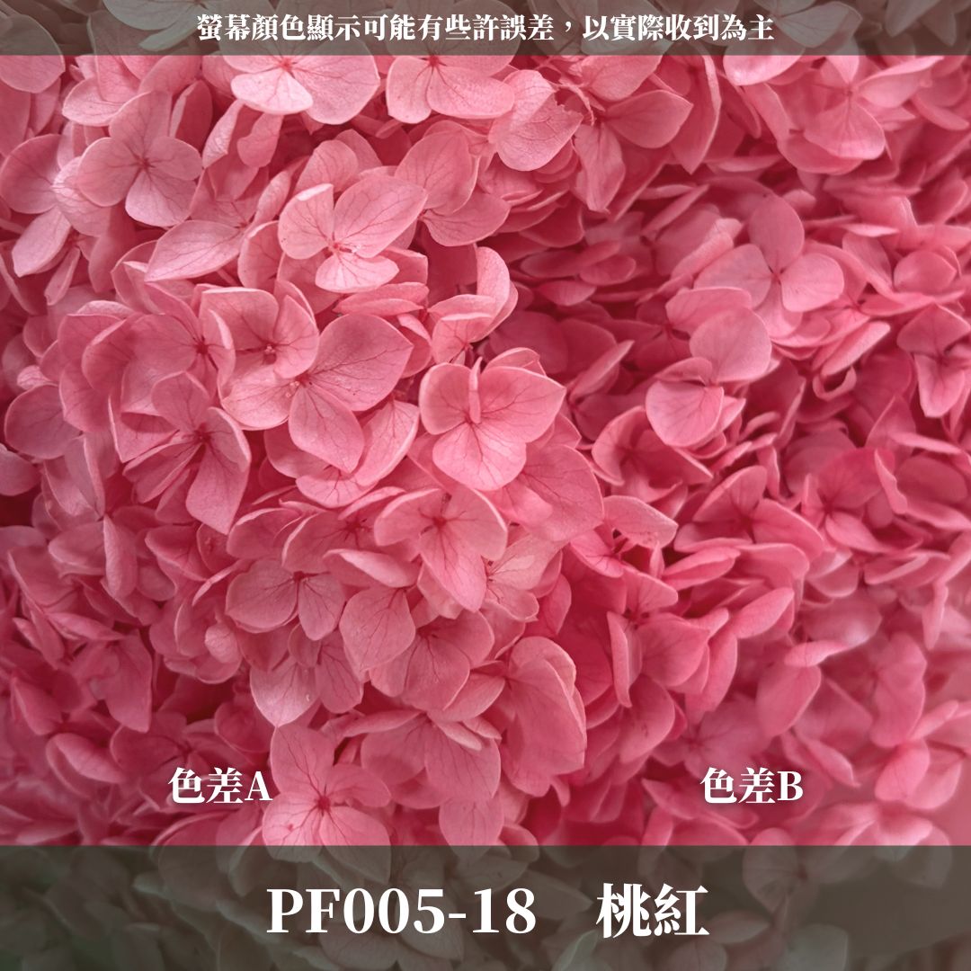 PF005 安娜繡球單支｜ A級 大份量 帶梗紫陽花 永生花 不凋花 乾燥花 DIY花材 拍攝道具 漸變花藝繡球 浮游花