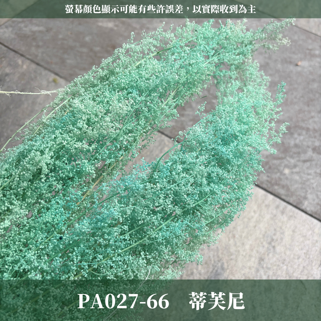 PA027 原裝永生米蒿｜咪咪草 不凋咪咪草 噴泉草 花藝設計 乾燥花束 拍照道具 居家佈置 柔霧系乾燥花 婚禮花藝素材